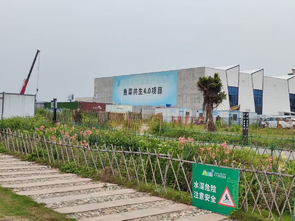 南沙魚菜共生項目